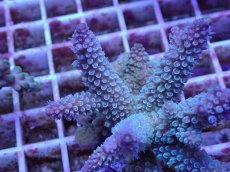 画像2: No.80 フィジー産 スギノキミドリイシ (2)