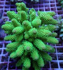 画像1: No.81 フィジー産 ツツユビミドリイシ (1)