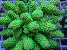 画像2: No.81 フィジー産 ツツユビミドリイシ (2)