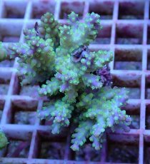 画像1: No.82 フィジー産 スゲミドリイシ (1)