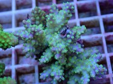 画像2: No.82 フィジー産 スゲミドリイシ (2)