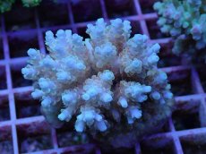 画像1: No.83 フィジー産 クシハダミドリイシ (1)