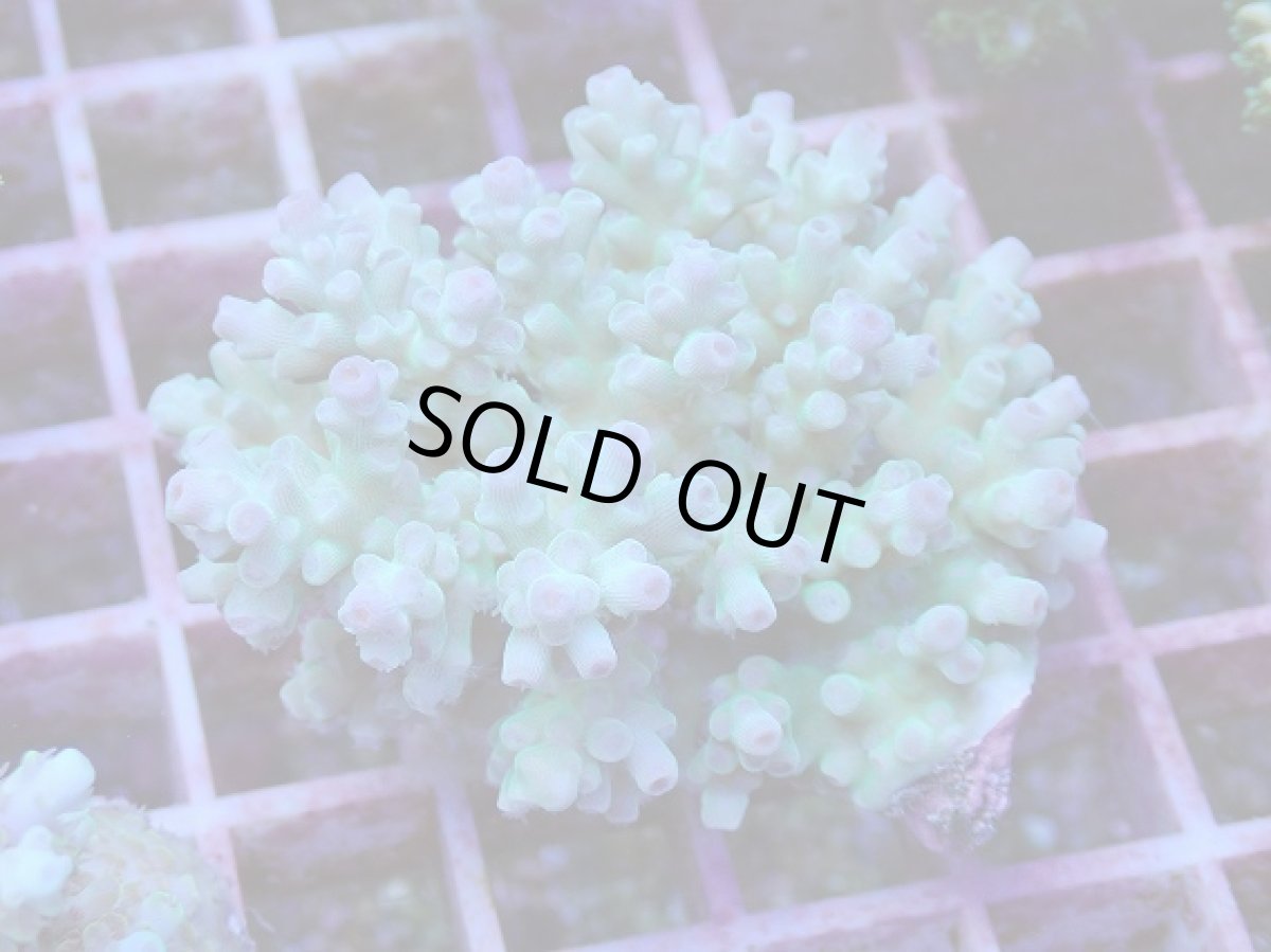 画像1: No.84 フィジー産 ツツ系ミドリイシ (1)