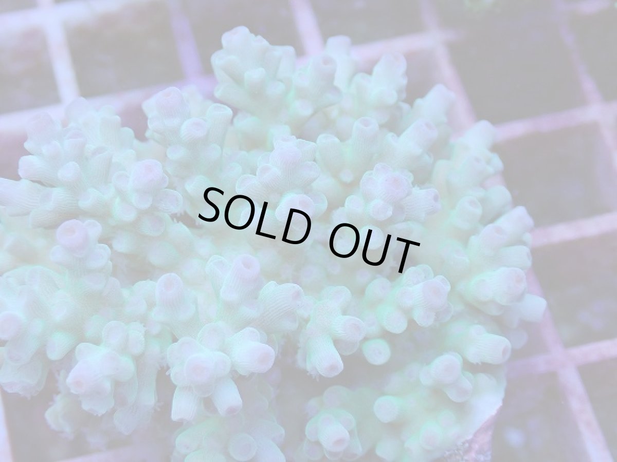 画像2: No.84 フィジー産 ツツ系ミドリイシ (2)