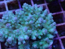 画像2: No.84 フィジー産 ツツ系ミドリイシ (2)