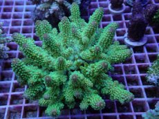 画像1: No.86 フィジー産 ツツユビミドリイシ (1)