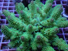 画像2: No.86 フィジー産 ツツユビミドリイシ (2)