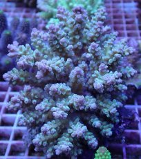 画像1: No.87 フィジー産 ウスエダミドリイシ (1)