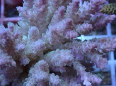 画像2: No.88 フィジー産 クシハダミドリイシ (2)