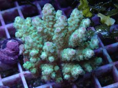 画像1: No.89 フィジー産 カドエダミドリイシ (1)