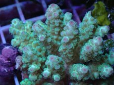 画像2: No.89 フィジー産 カドエダミドリイシ (2)