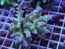 画像1: No.90 フィジー産 スゲミドリイシ (1)