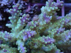 画像2: No.90 フィジー産 スゲミドリイシ (2)