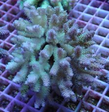 画像1: No.91 フィジー産 ハイマツミドリイシ (1)