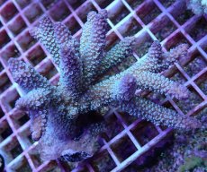 画像1: No.92 フィジー産 ヒメマツミドリイシ (1)