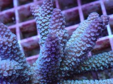 画像2: No.92 フィジー産 ヒメマツミドリイシ (2)