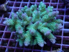 画像1: No.93 フィジー産 ハイマツミドリイシ (1)