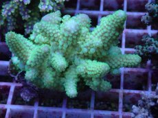 画像1: No.94 フィジー産 ツツユビミドリイシ (1)