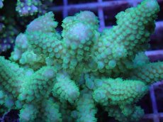 画像2: No.94 フィジー産 ツツユビミドリイシ (2)