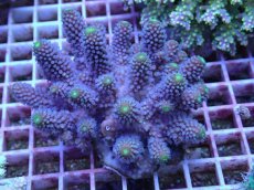 画像1: No.95 フィジー産 ツツユビミドリイシ (1)