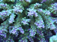 画像2: No.96 フィジー産 スゲミドリイシ (2)