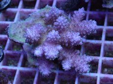 画像1: No.97 フィジー産 浅場ミドリイシ (1)