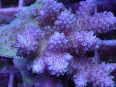 画像2: No.97 フィジー産 浅場ミドリイシ (2)