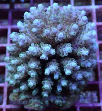 画像1: No.98 フィジー産 クシハダミドリイシ (1)