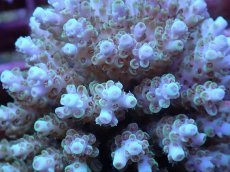 画像2: No.98 フィジー産 クシハダミドリイシ (2)