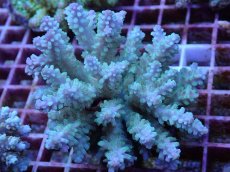 画像1: No.99 フィジー産 浅場ミドリイシ (1)