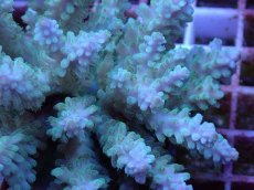 画像2: No.99 フィジー産 浅場ミドリイシ (2)