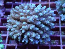 画像1: No.100 フィジー産 クシハダミドリイシ (1)