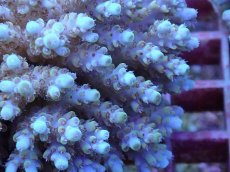 画像2: No.100 フィジー産 クシハダミドリイシ (2)