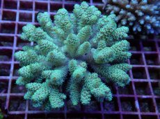 画像1: No.101 フィジー産 ハイマツミドリイシ (1)