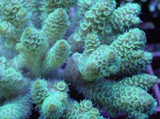 画像2: No.101 フィジー産 ハイマツミドリイシ (2)