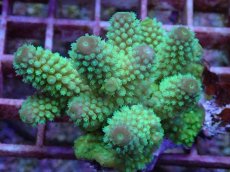 画像1: No.102 フィジー産 ツツユビミドリイシ (1)