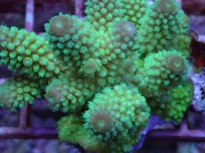 画像2: No.102 フィジー産 ツツユビミドリイシ (2)