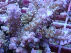 画像2: No.104 フィジー産 ロリペスミドリイシ (2)