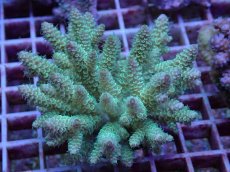 画像1: No.106 フィジー産 ハイマツミドリイシ (1)