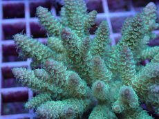 画像2: No.106 フィジー産 ハイマツミドリイシ (2)