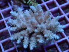 画像1: No.107 フィジー産 クシハダミドリイシ (1)