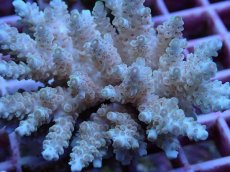 画像2: No.107 フィジー産 クシハダミドリイシ (2)