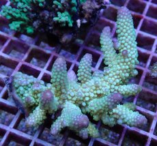 画像1: No.109 フィジー産 ツツユビミドリイシ (1)