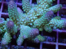 画像2: No.109 フィジー産 ツツユビミドリイシ (2)