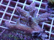 画像1: No.110 フィジー産 ヒメマツミドリイシ (1)