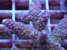 画像2: No.110 フィジー産 ヒメマツミドリイシ (2)