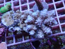 画像1: No.111 フィジー産 浅場ミドリイシ (1)