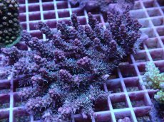 画像1: No.112 オーストラリア産 コンフェッティ　　【人気No.1】 (1)