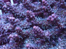 画像2: No.112 オーストラリア産 コンフェッティ　　【人気No.1】 (2)