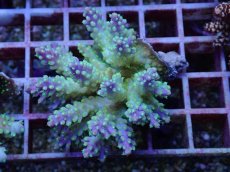 画像1: No.113 フィジー産 スゲミドリイシ (1)